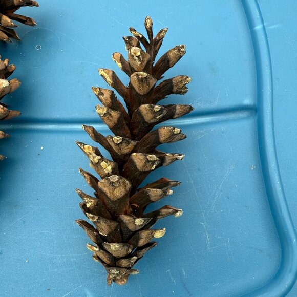 Natural Eastern White Pine Cones (25 pcs) – Raw, Craft & Rustic Décor - Picture 2 of 3